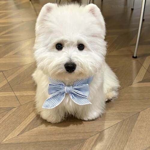 狗狗口水巾宠物装扮猫咪围脖小猫围兜降温围巾夏季凉爽防中0824k