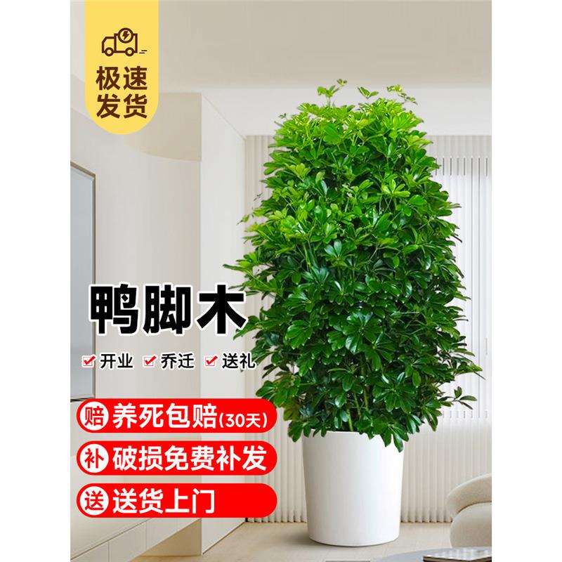 鸭脚木盆栽客厅绿植八方来财鸭掌木花卉室内大型七叶莲植物发财树