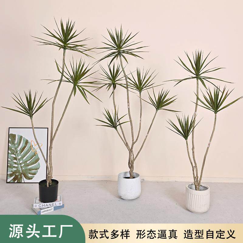 沙漠绿植千年木剑麻家居客厅落地装饰植物大型假树木龙舌真