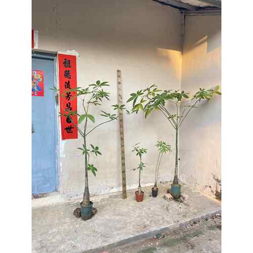 发财树落地盆栽室内大型植物四季常青好养护自然风格原生髪财树