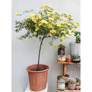 黄木香花棒棒糖盆栽老桩多头群开四季阳台庭院浓香室内花卉绿植物