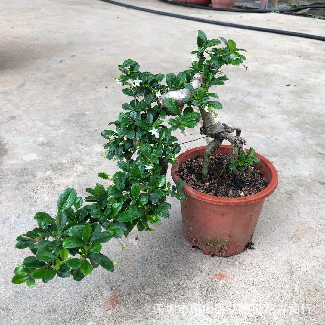 盆景树桩赤楠福建茶罗汉松女贞雀梅造型盆栽植物四季常青绿植