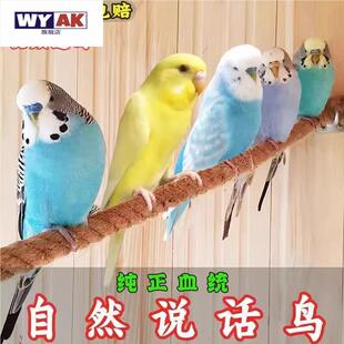 鹦鹉公母一对大头活鸟虎皮小鸟会学说话观赏鸟宠物玄凤牡丹