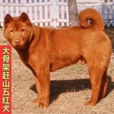 五红犬潮汕土猎犬混血狩猎犬中华田园犬红色土狗四眼狗狩猎犬活体
