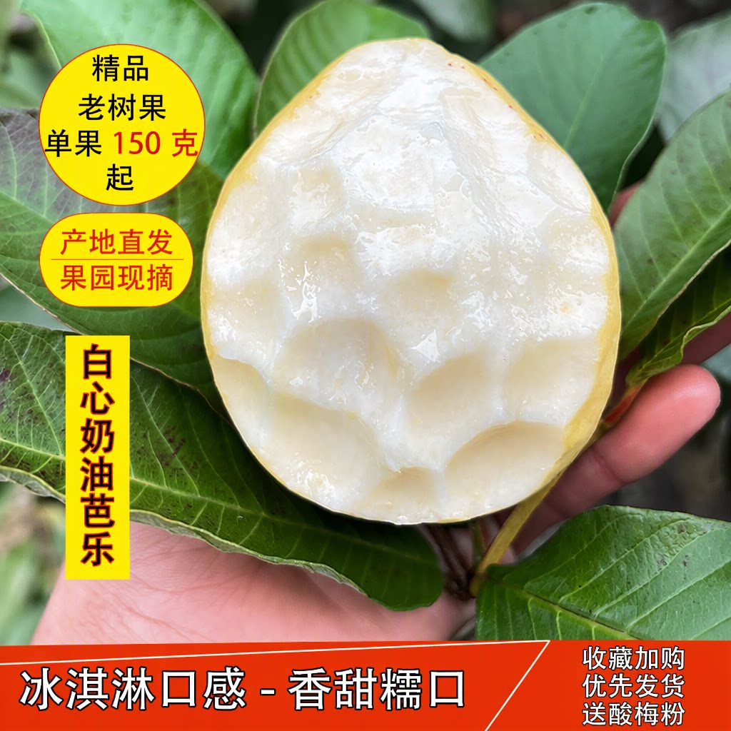 广西老树果软糯白心芭乐番石榴果园现摘当季新鲜香甜整箱包邮
