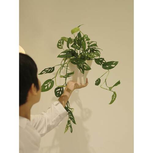 米歇尔小巨洞龟背竹藤蔓盆栽桌面绿植室内北欧ins风格植物耐阴