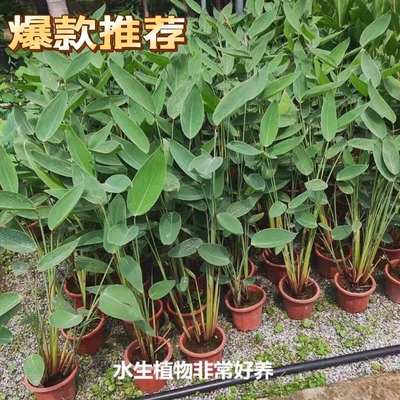 包邮水生挺水植物花卉再力花苗工程绿化造景再立花盆栽净化水质