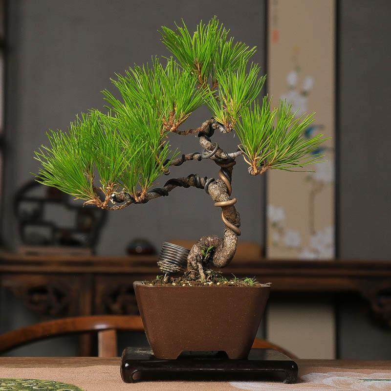 精品黄山松盆养多年根系好一物一拍中式盆景书房阳台造型松树盆景