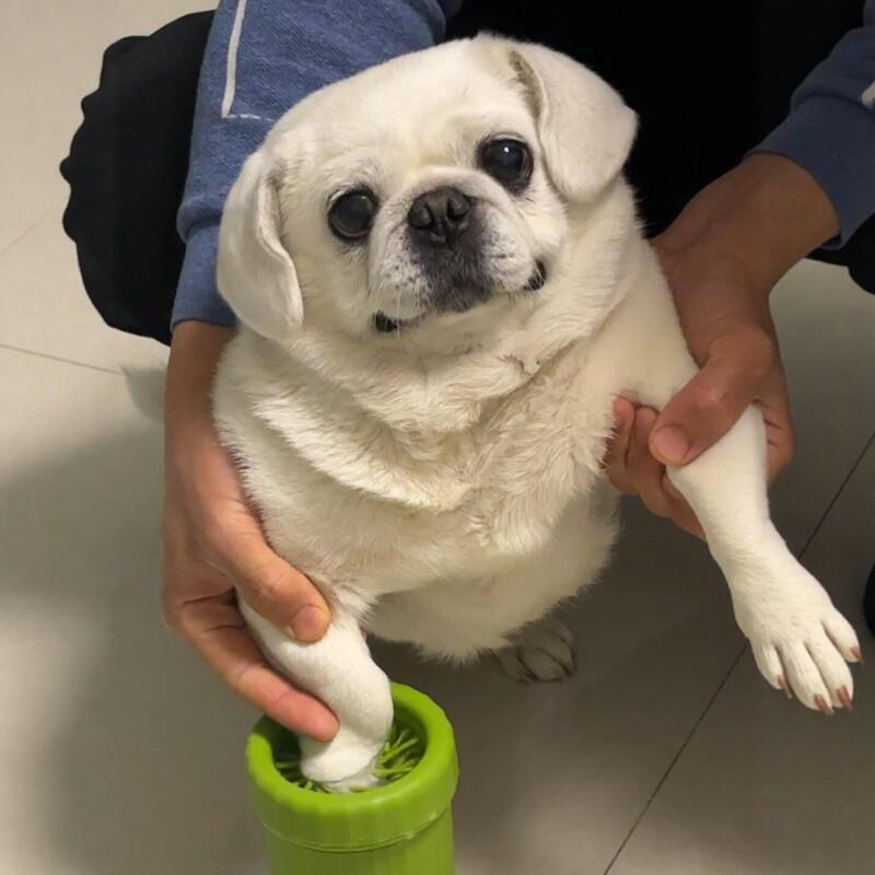 八哥泰迪宠物专用电动洗脚杯狗狗外出遛弯洗脚神器无死角杀菌除臭