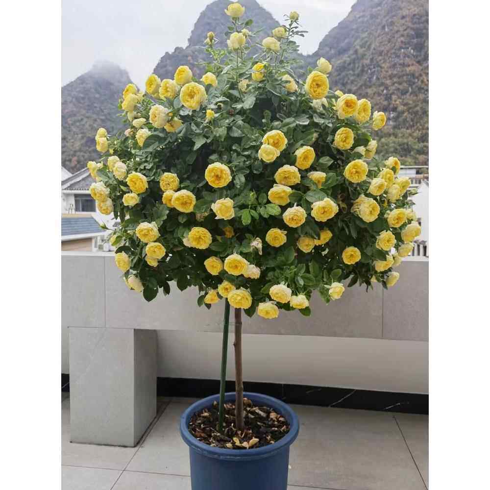 金丝雀棒棒糖树状月季花苗盆栽四季玫瑰大花浓香庭院阳台花卉植物