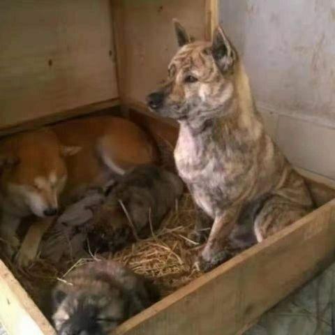 纯种广西土猎犬幼犬狗狗赶山土狗中华田园犬虎头大黑虎斑犬虎斑狗