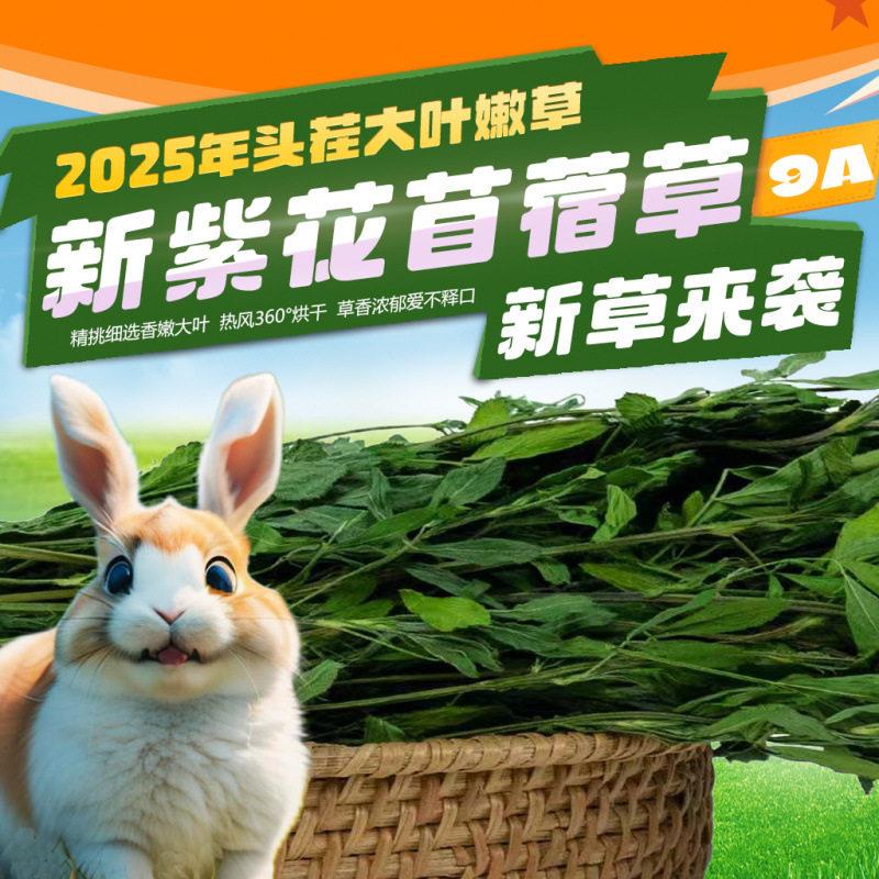 2025年新鲜全新烘干苜蓿大叶嫩新兔子幼兔超营养