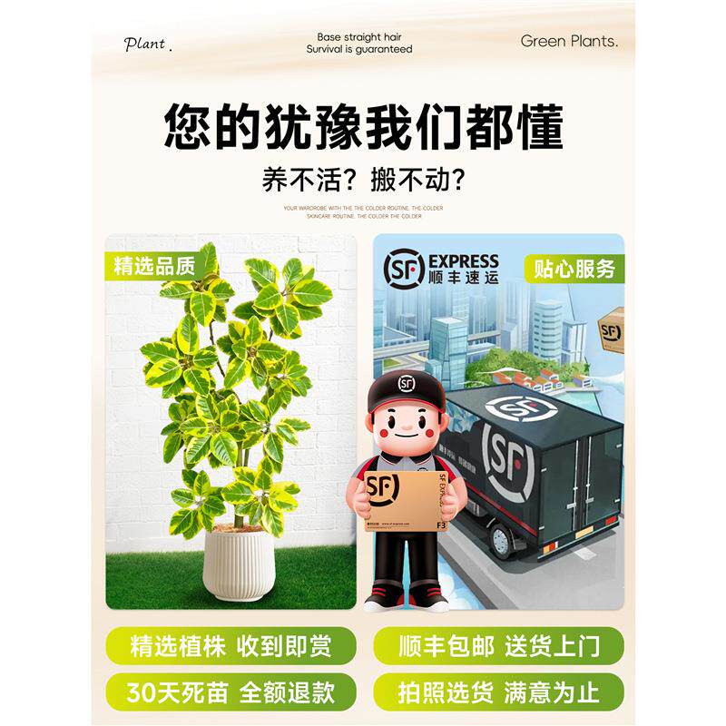 大型绿植黄金榕盆栽客厅绿植室内大型高山榕树落地网红旺宅树真花