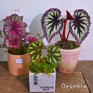 秋海棠集合小虫草堂盆栽北越焰火秋之华乌头杂拉娜黑峰黑骑士植物