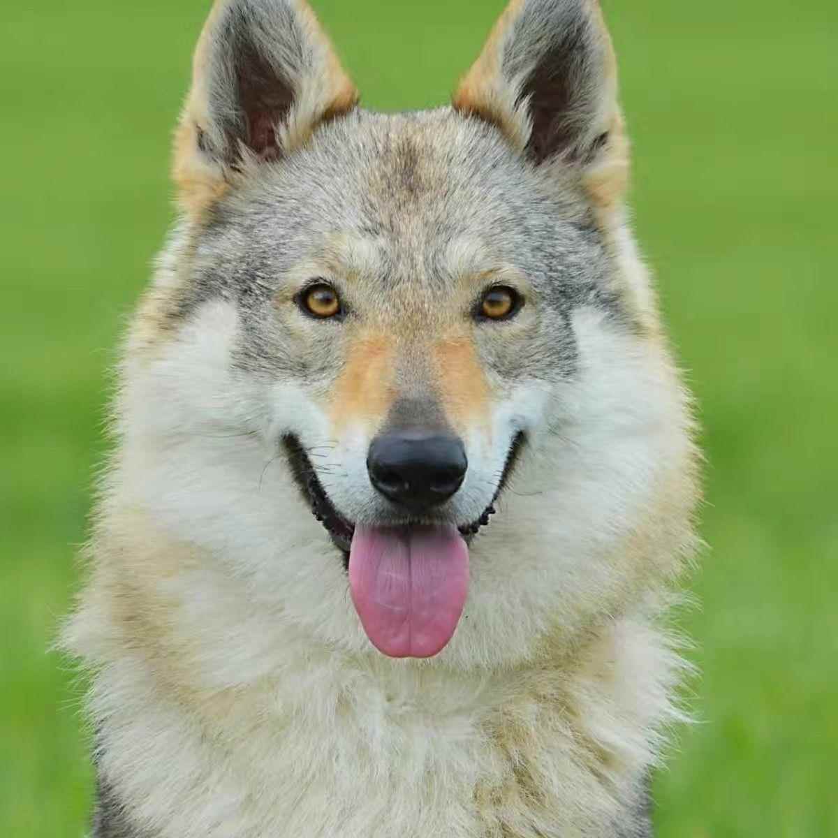 【犬舍直销】捷克狼犬幼犬小狼狗便宜狗狗活物真狗家养精品看门狗