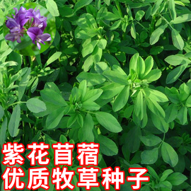 紫花苜蓿种子牧草籽夏季种孑四季种植猪牛羊，兔鸡鸭鹅养殖饲料草籽