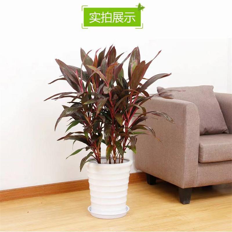 金边红叶朱蕉绿植盆栽大型室内客厅卧室观叶盆景水培红叶铁植物