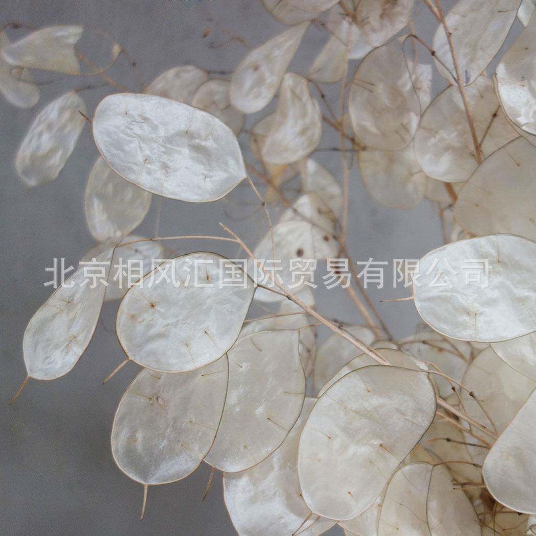 【银扇叶】进口干花银扇草银币叶金钱花大金币诚实花天然植物装饰