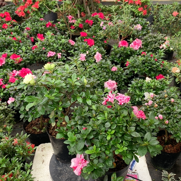春暖花开娟之舞杜鹃花