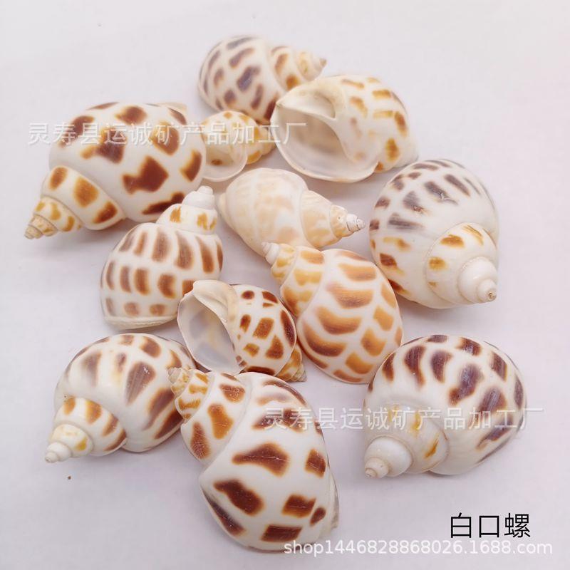 贝淘壳海螺 bk-001儿童矿品配贝料 彩贝白海景配件 工艺 鱼缸造景