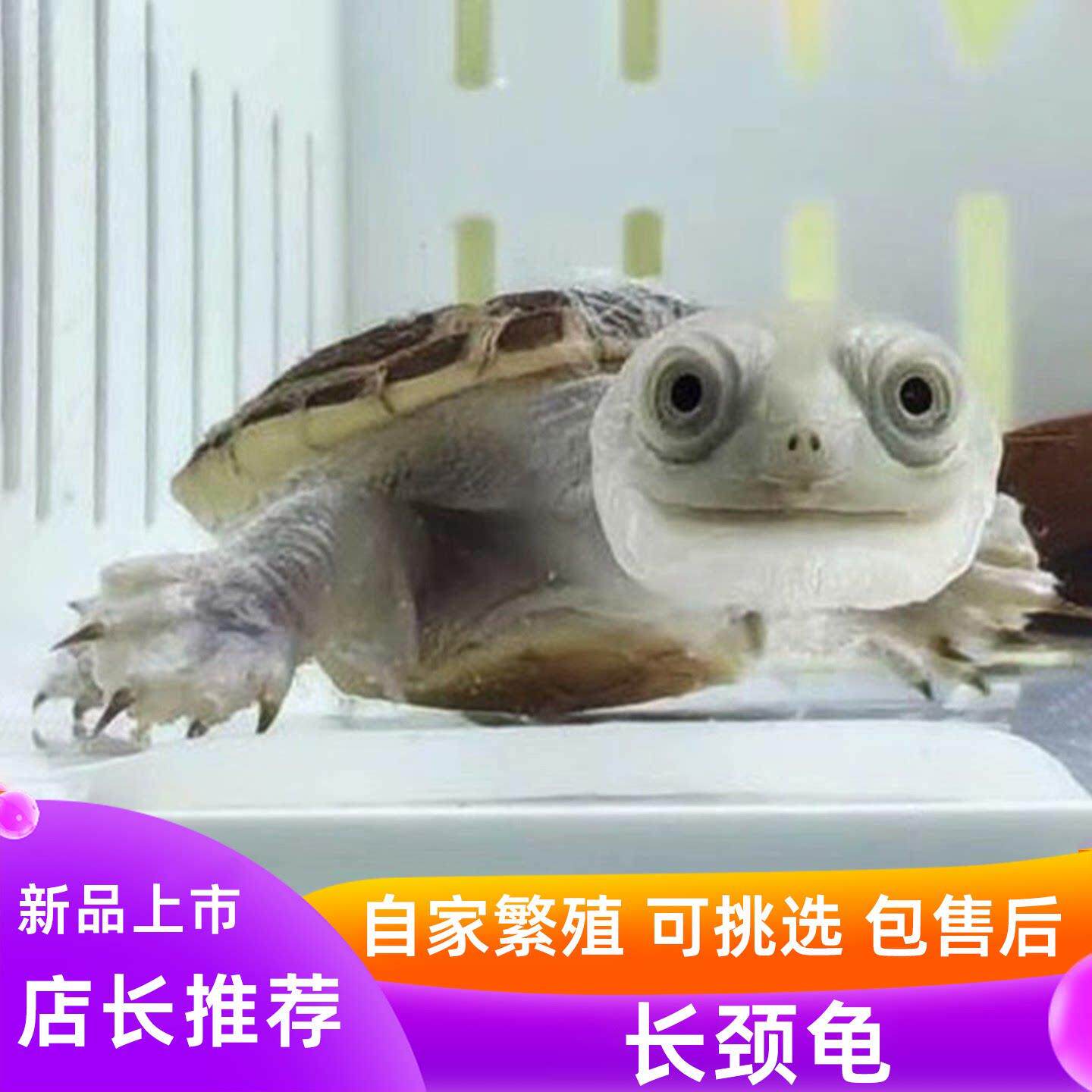 长颈龟苗深水龟宠物沼泽网面扁头古氏蛇颈黄头侧颈龟乌龟活物可挑