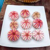 5㎝超大勋章海胆天然标本海洋生物科普摆件创意夜灯相框diy材料