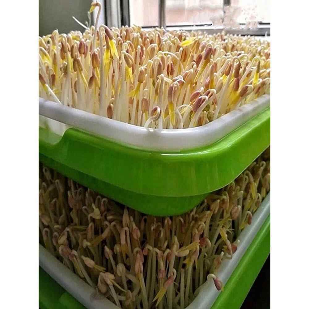 发豆芽专用绿豆生豆芽长绿豆芽小粒中粒非转基因水培发芽豆可食用