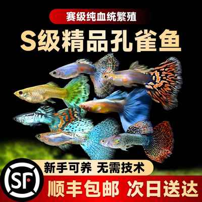 优质孔雀鱼纯种大尾巴热带鱼苗观赏鱼小鱼耐活好养金鱼淡水斑马鱼