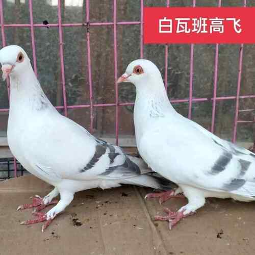 高飞鸽甘肃高飞鸽白瓦斑高飞小青年一对凤头高飞甘谷白瓦斑