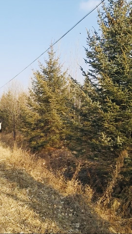 黑龙江省海伦市404亩（含40亩耕地）林地转让手续齐全有林权证植被已生长多年