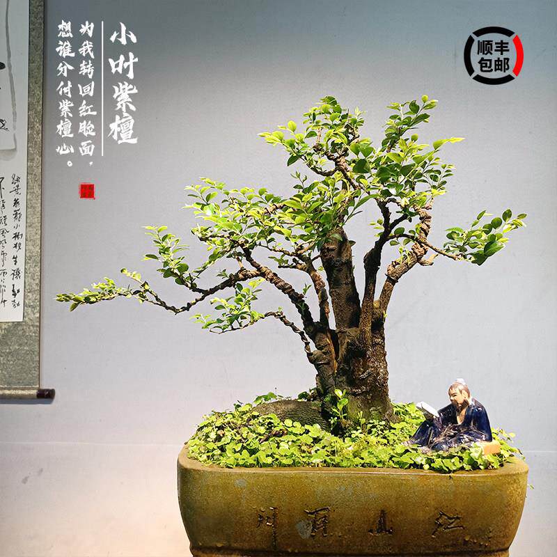 造型盆景小叶紫檀树桩花卉黑骨茶盆栽室内摆件镇宅四季常青绿植物