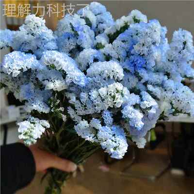 云南勿忘满天星干花自花6211-4束真花然装风干我家居客厅饰摆设件
