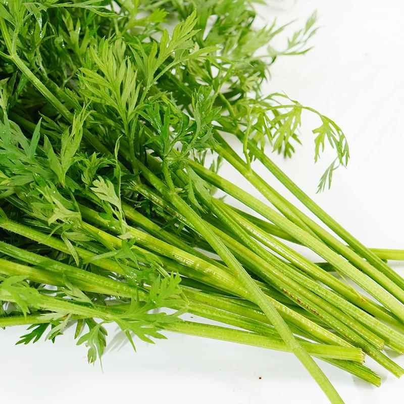 新鲜手指萝卜叶子 胡萝卜叶 烘焙蛋糕餐厅点缀西餐摆盘装饰花草