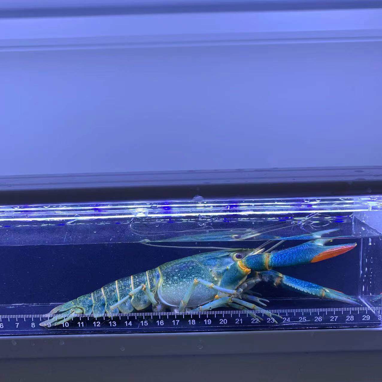 澳洲淡水龙虾蓝龙虾红鳌鳌虾个体能长到1斤可观赏可食用活体