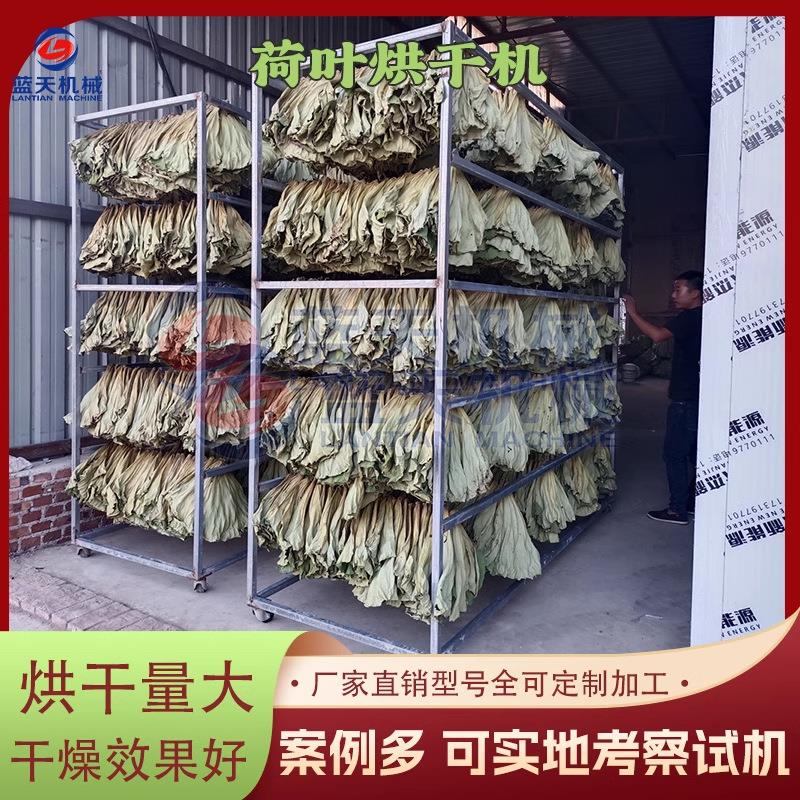 整张荷叶烘干机大型荷叶片干燥设备莲叶莲藕叶荷叶丝风干房商用