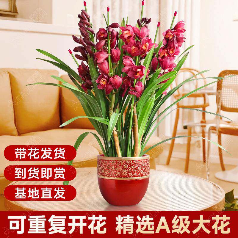 大花蕙兰盆栽直兰带花苞花剑客厅室内好养年宵花绿植喜庆花卉植物