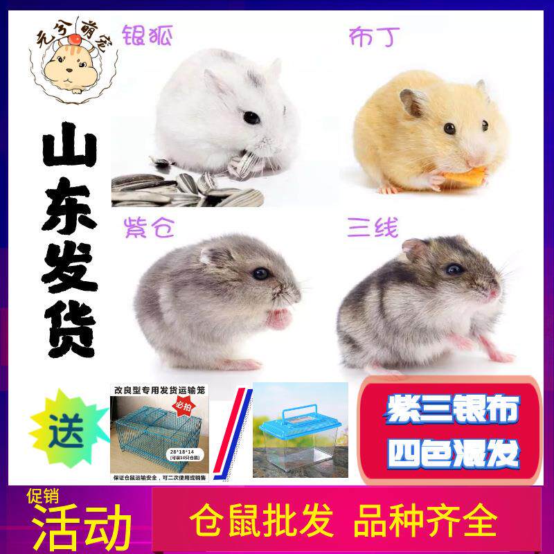 2026仓鼠紫仓三线银狐布丁鼠珍珠熊活物花仓奶茶老公婆鼠宝宝
