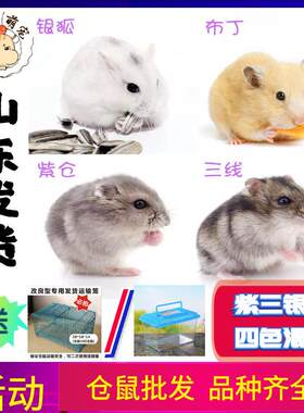2026仓鼠紫仓三线银狐布丁鼠珍珠熊活物花仓奶茶老公婆鼠宝宝