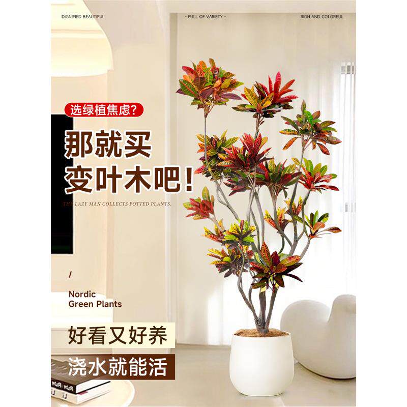 大型绿植变色木盆栽室内客厅真树旺宅好养七彩变叶木四季造景花卉