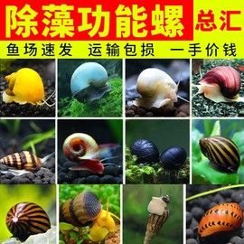 观赏螺淡水苹果螺除藻螺彩蛋螺吃藻工具螺金刚螺黄金螺蜜蜂清洁螺