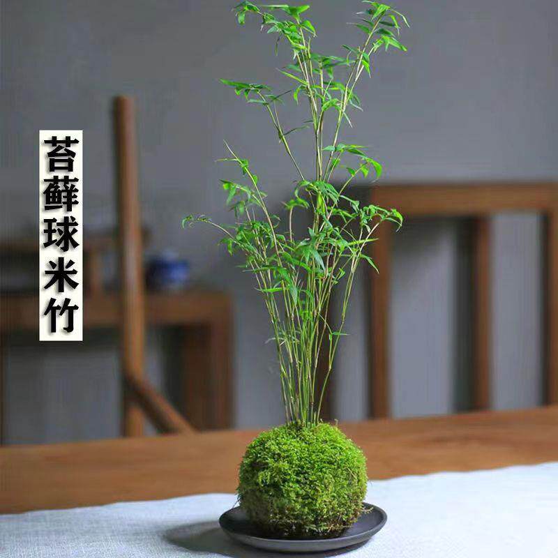 绿植造景真竹子装饰盆栽水竹水竹毛竹客厅室内植物米竹盆栽水培