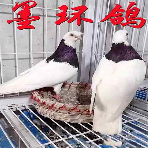 精品观赏鸽墨环玉环种鸽一对活物纯种环鸽血统鸽高飞鸽包邮健康发
