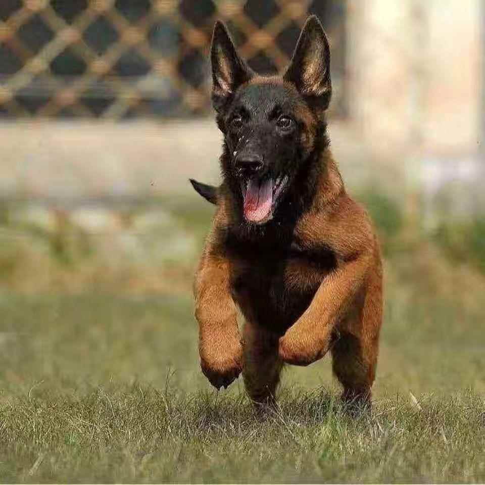 正宗马犬幼犬军犬警犬爆红小马犬大型犬幼崽护卫犬看家犬活物马犬