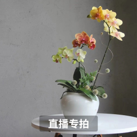 简香花卉鲜花基地直播间 蝴蝶兰盆栽带花苞绿植室内盆栽四季好养