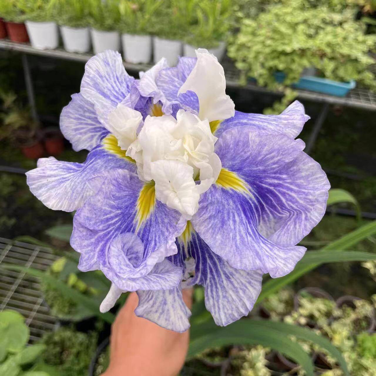 谢谢小花 大花菖蒲 糖球 鸢尾玉蝉花 多年生耐寒耐热花卉盆栽植物