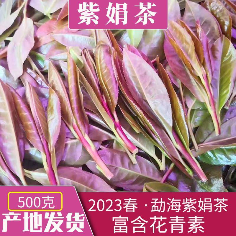 紫鹃茶云南普洱茶生茶散茶紫娟茶勐海布朗山生态茶春茶500克一斤