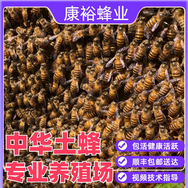 中华蜜蜂带王出售中蜂群阿坝开产蜂箱活体带箱顺丰包邮优质带子脾