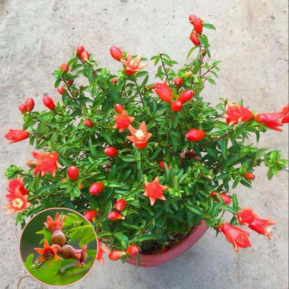 新疆包邮潮汕喜事红花石榴花仙草抹草春草吉祥草阳台盆栽喜庆吉祥