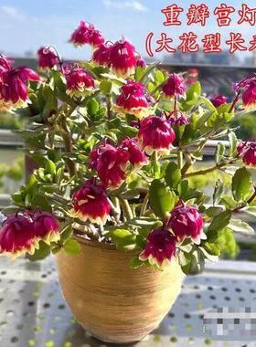 重瓣宫灯长寿花盆栽灯笼花植物花卉室内带花苞阳台倒挂好养