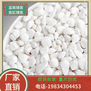 小白石子白色石头庭院花园铺路铺地花盆造景装饰多肉铺面石四川